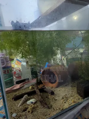 Cube Aquarium Planted