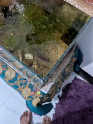 Cube Aquarium Planted