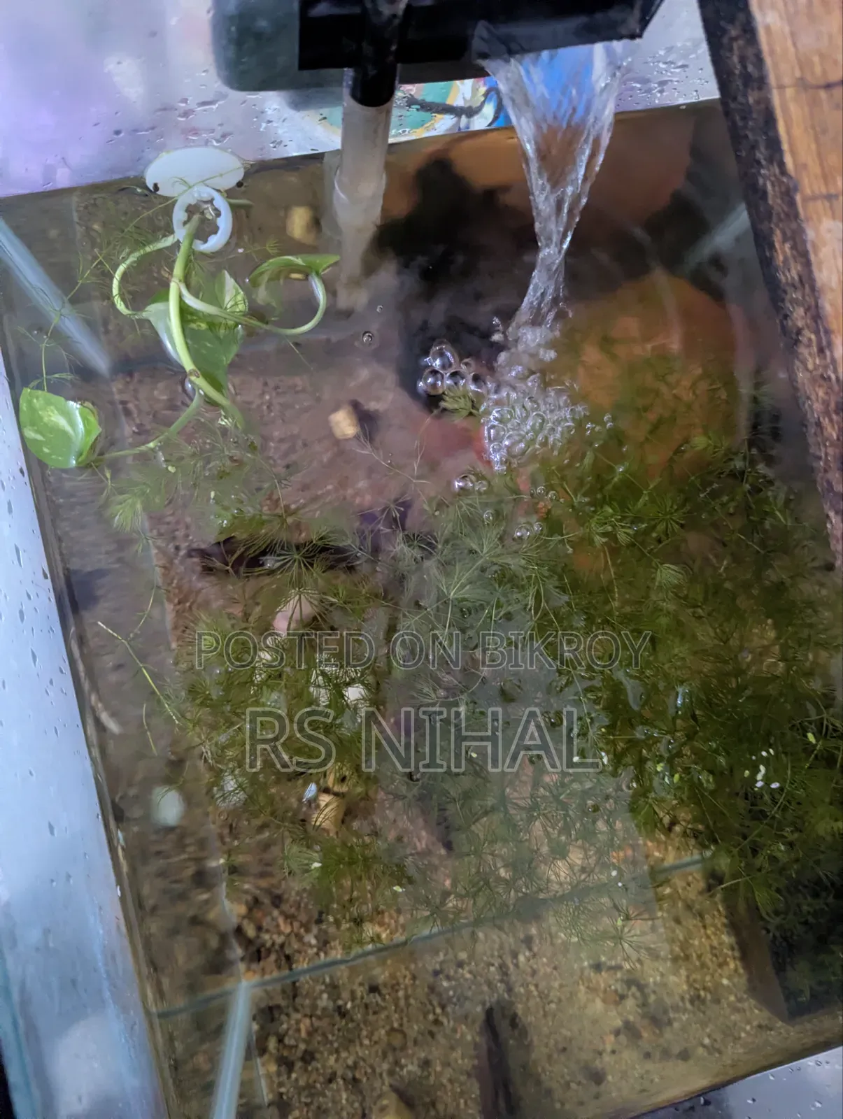 Cube Aquarium Planted