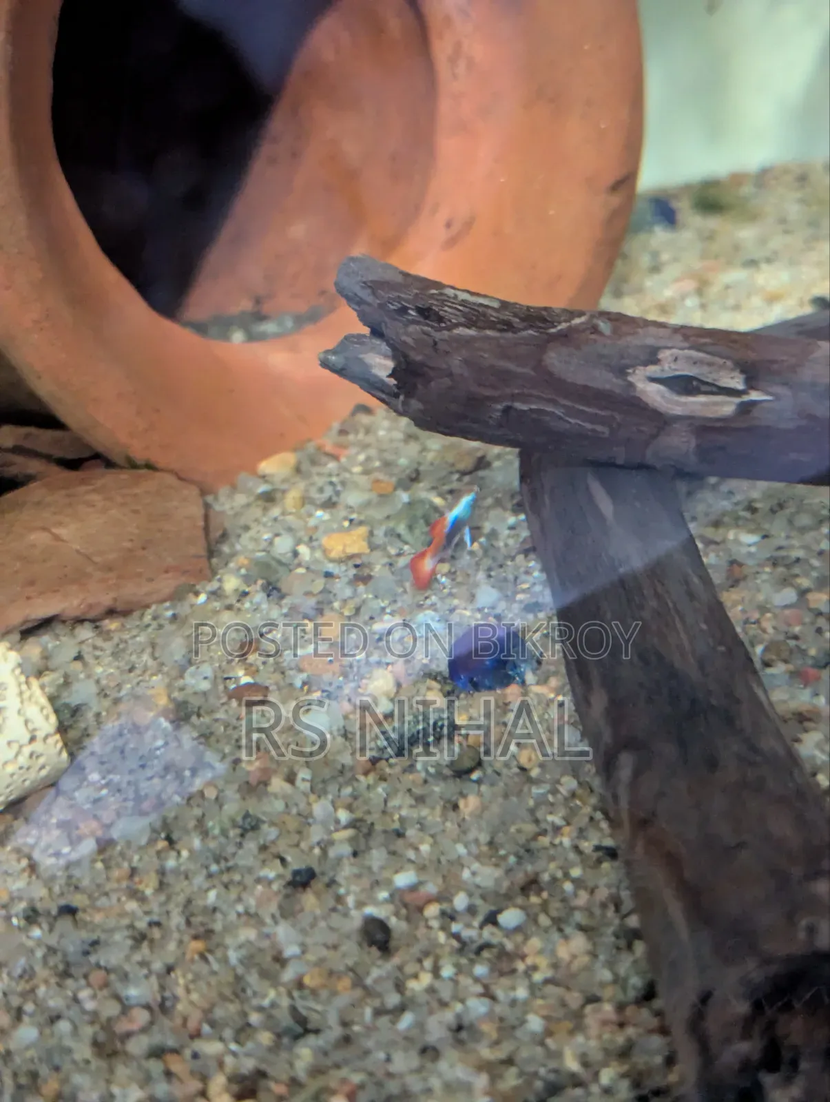 Cube Aquarium Planted