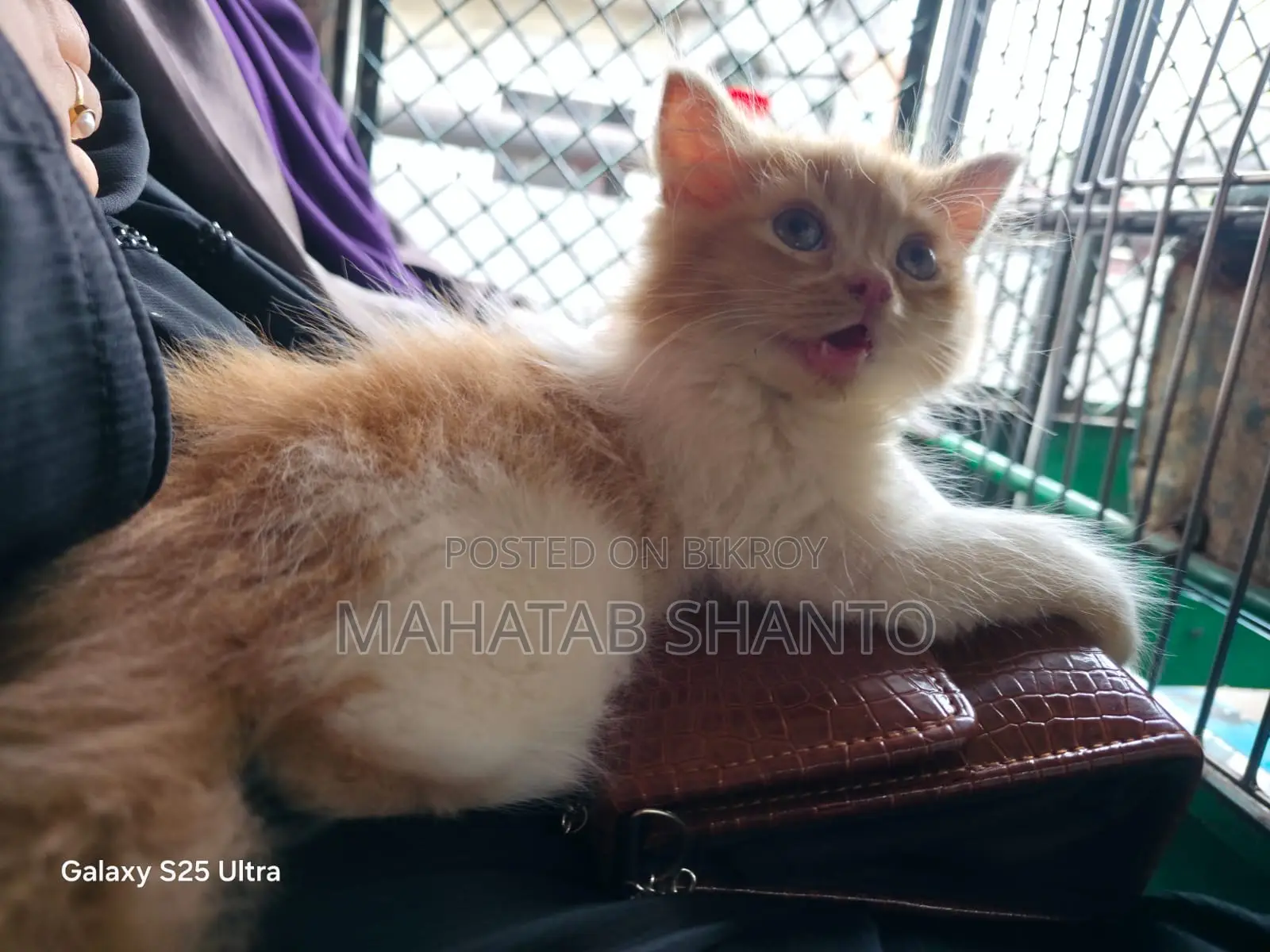 1-3 months Male Purebred Persian