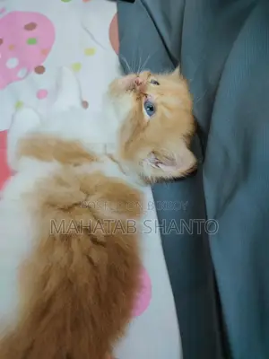 1-3 months Male Purebred Persian