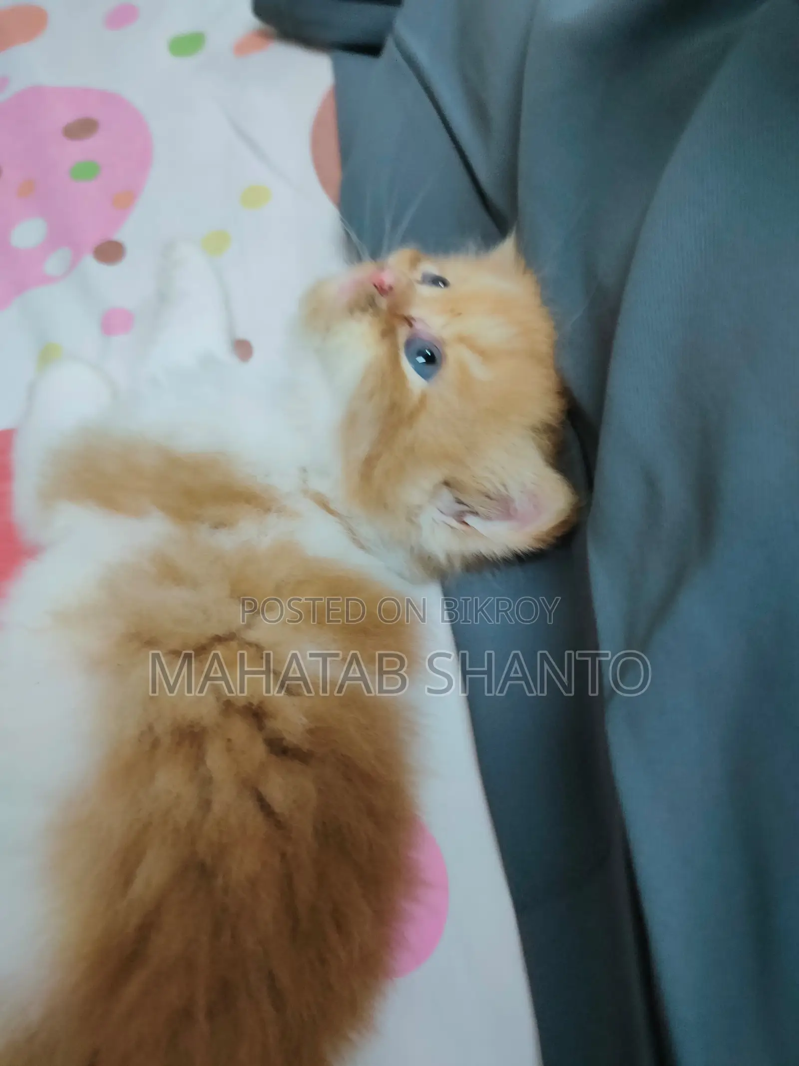 1-3 months Male Purebred Persian