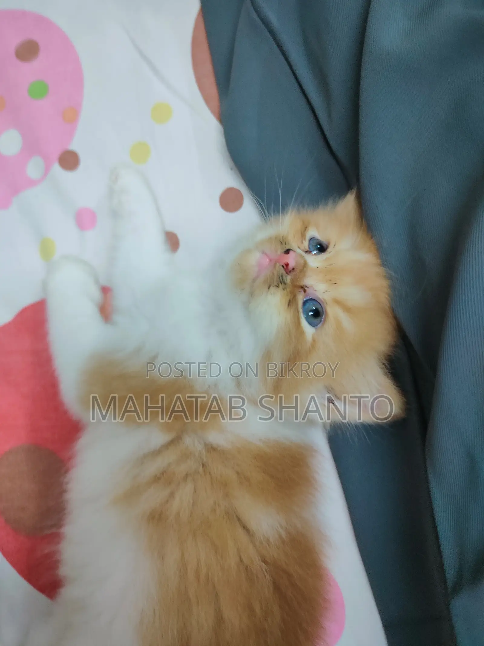 1-3 months Male Purebred Persian
