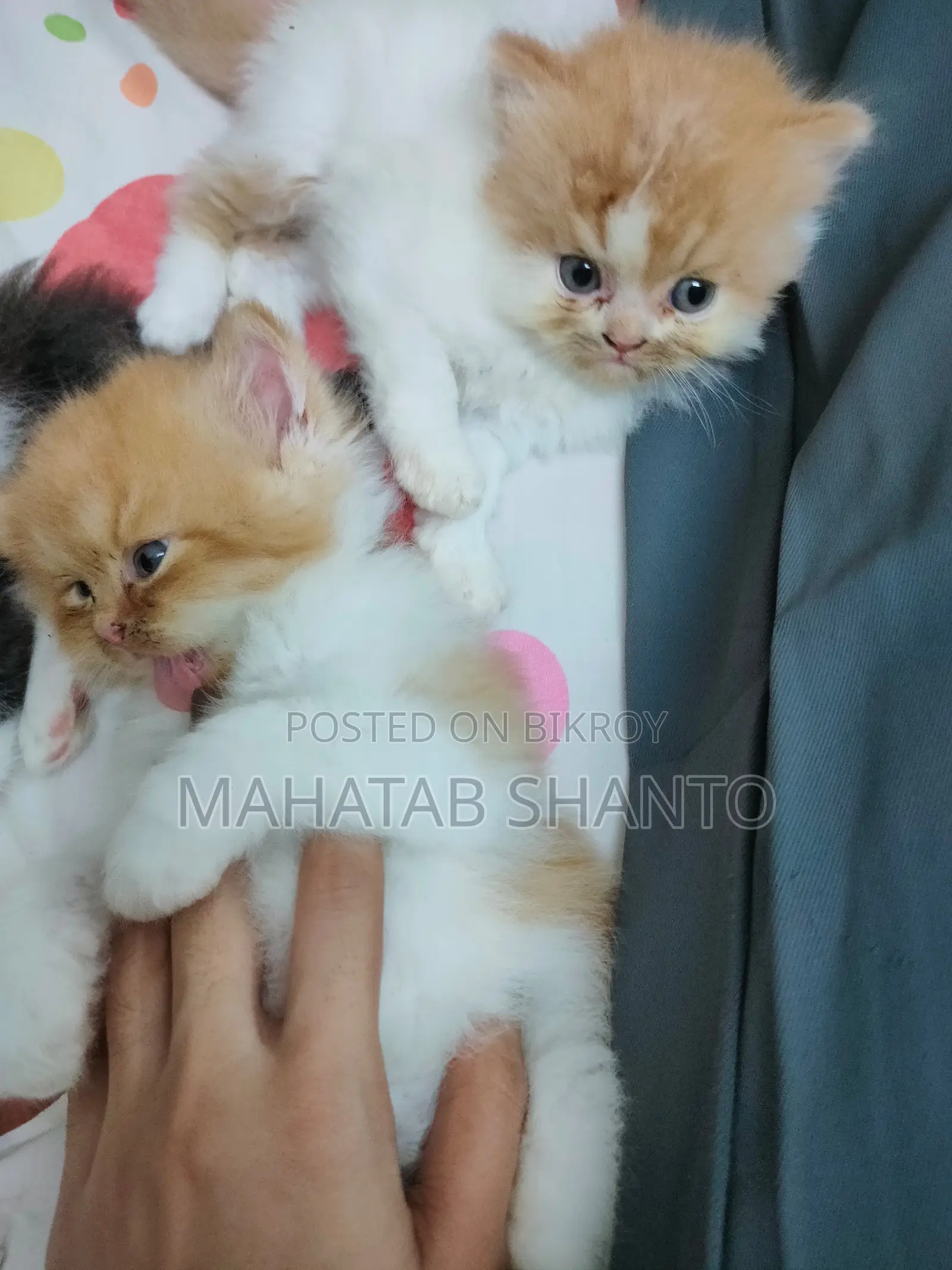 1-3 months Male Purebred Persian