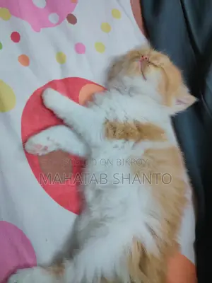 1-3 months Male Purebred Persian