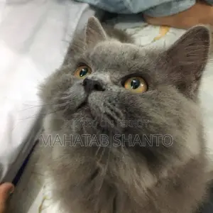 3-6 months Male Purebred Persian