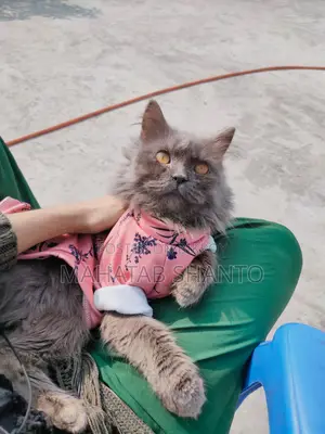 3-6 months Male Purebred Persian