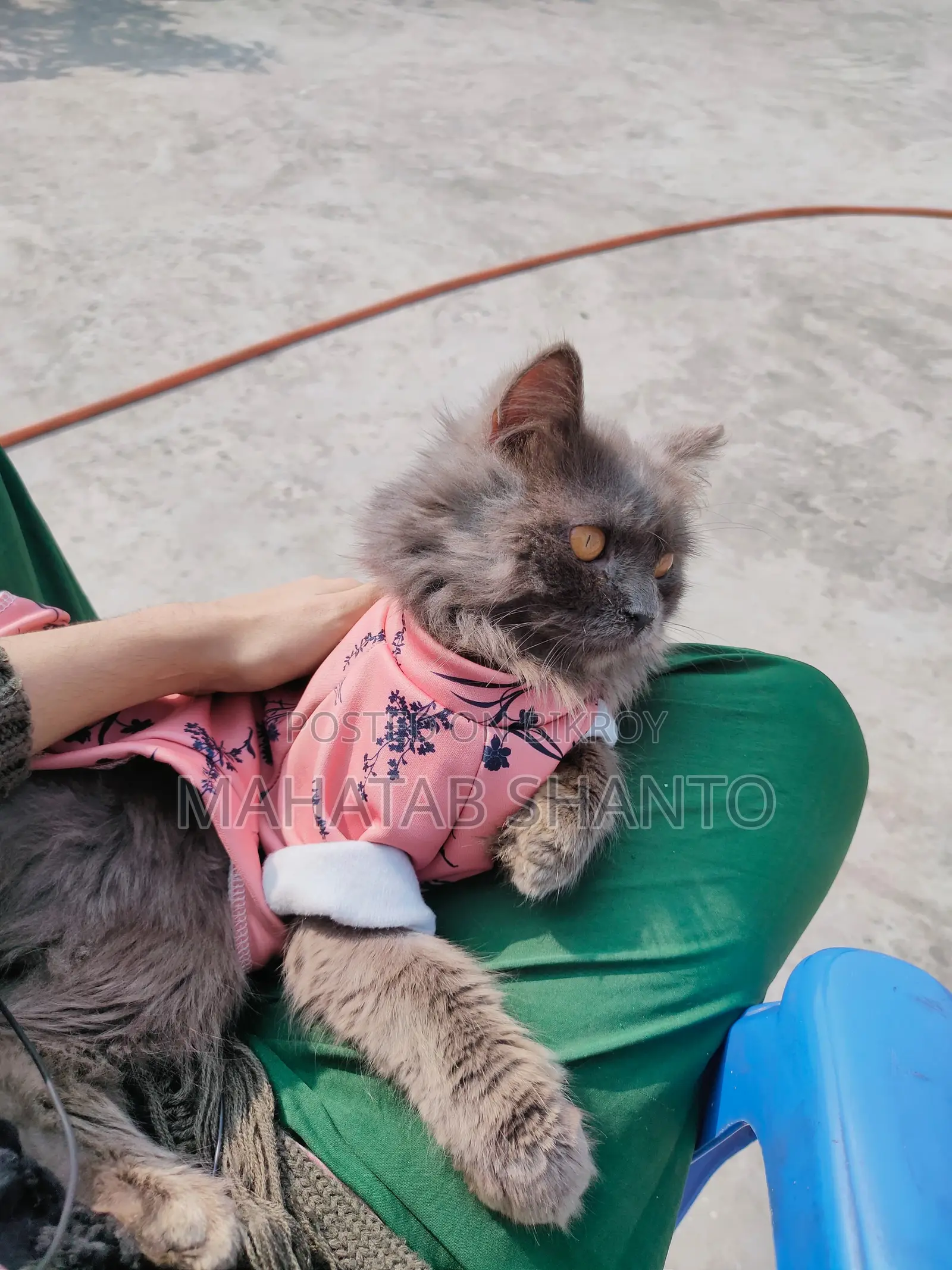 3-6 months Male Purebred Persian