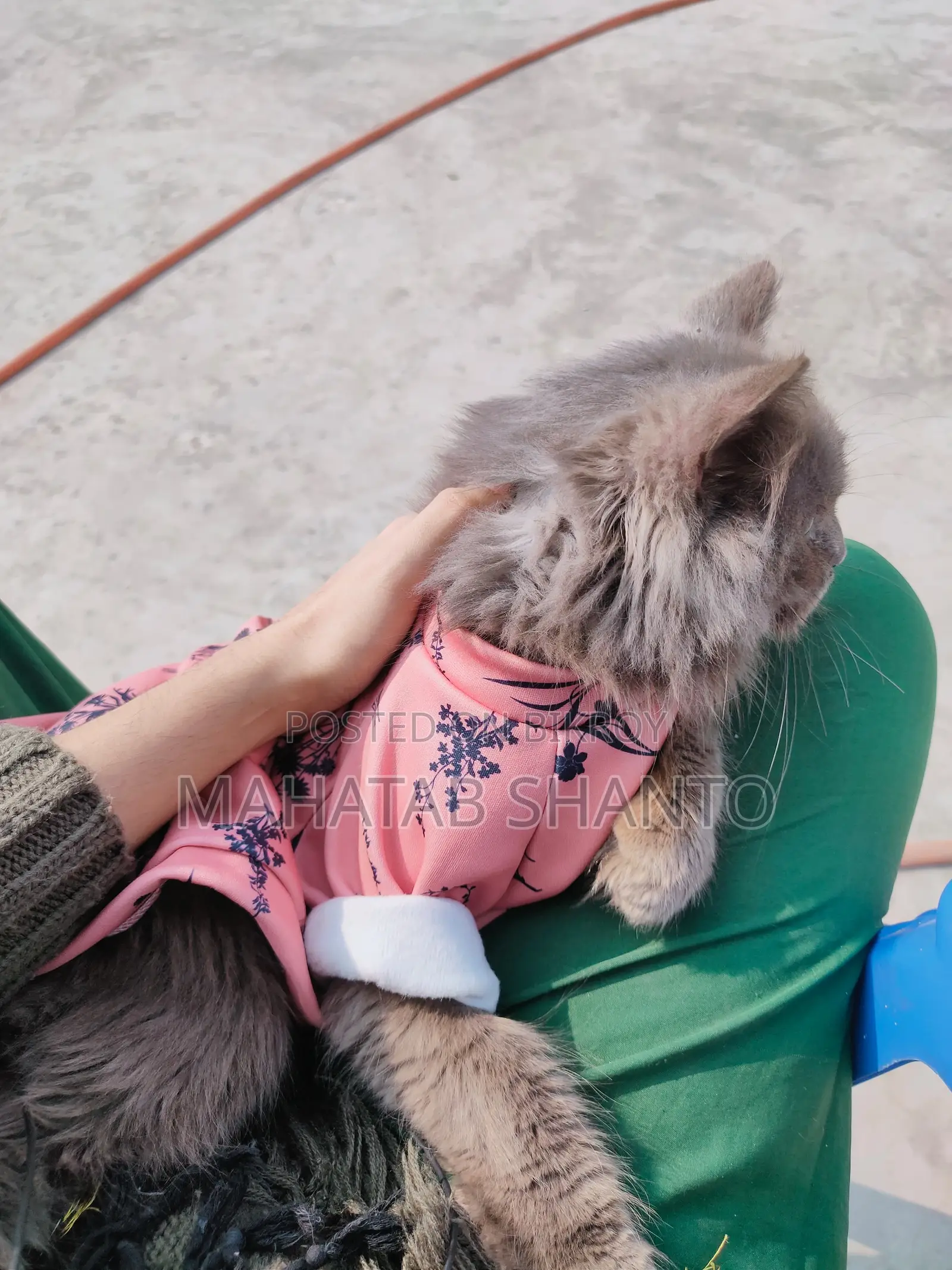 3-6 months Male Purebred Persian