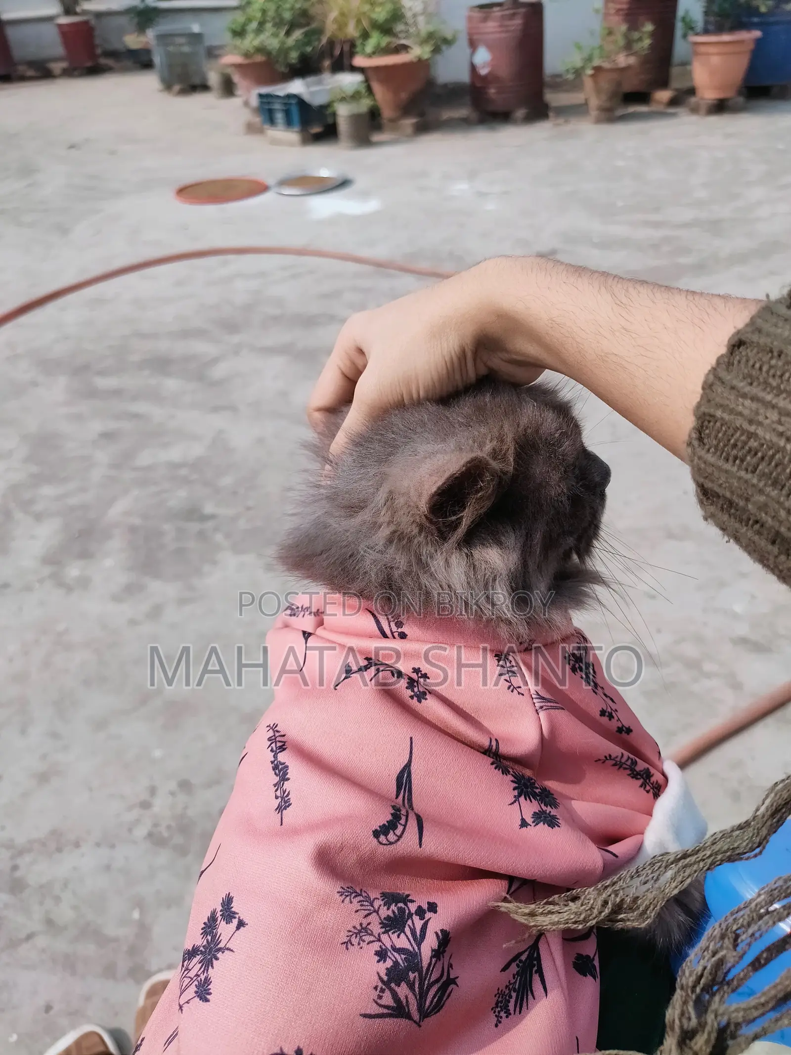 3-6 months Male Purebred Persian