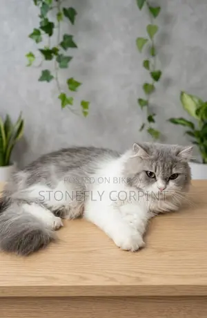 6-12 months Female Purebred Persian
