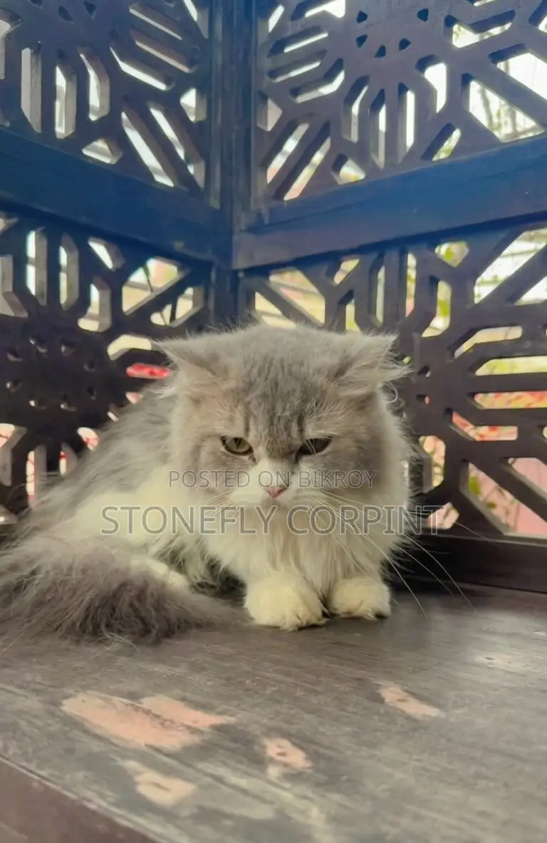 6-12 months Female Purebred Persian