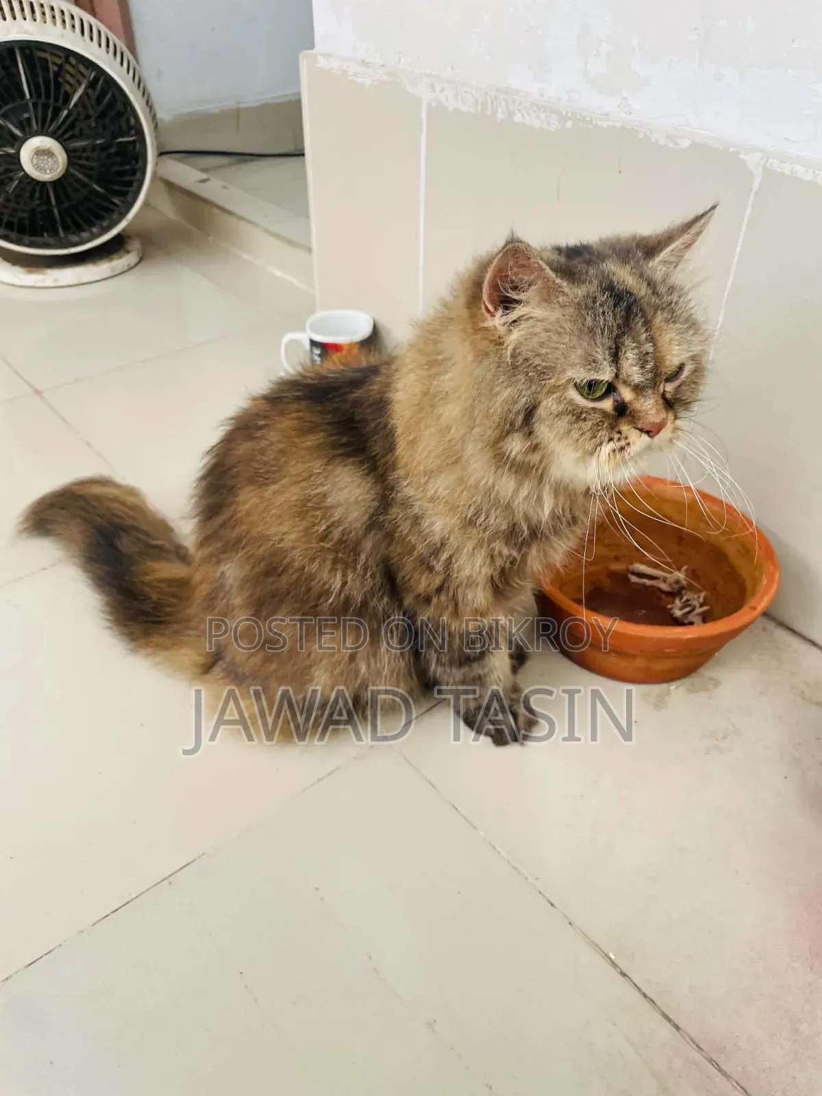 1+ year Female Purebred Persian
