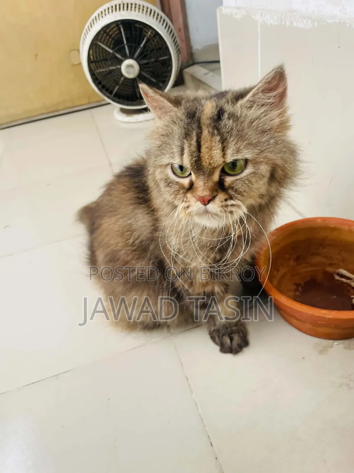 1+ year Female Purebred Persian