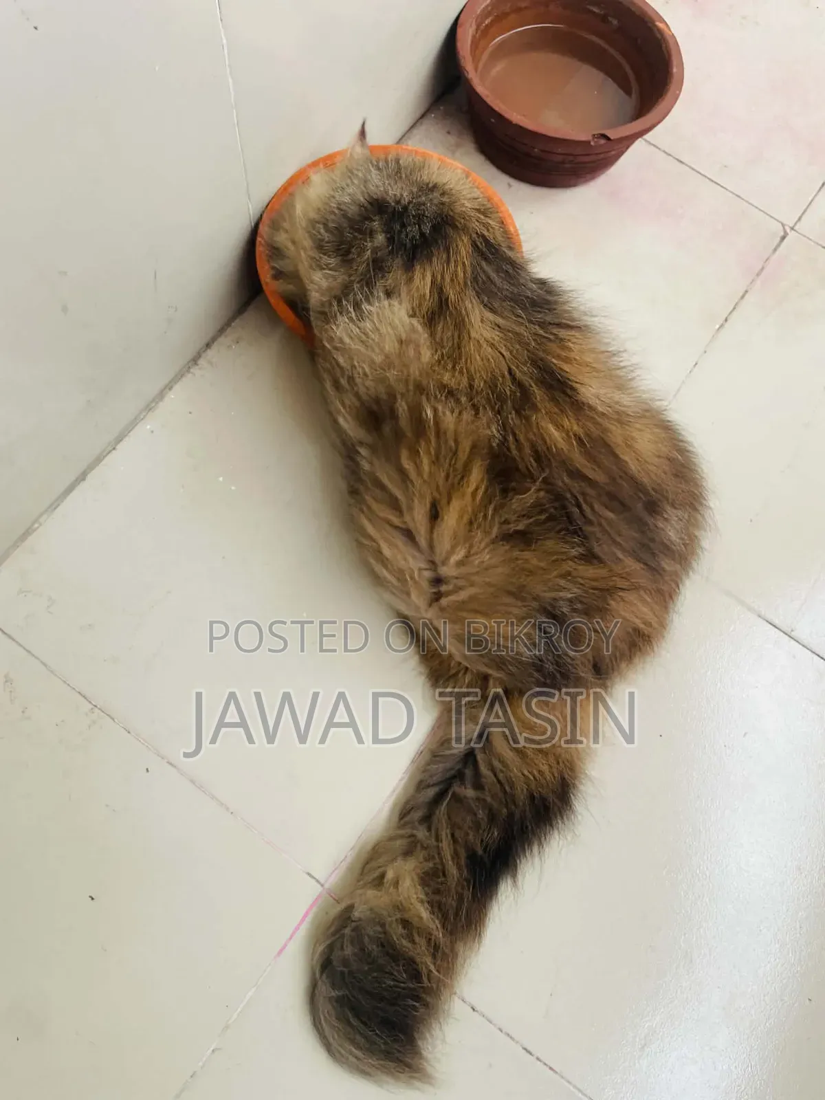 1+ year Female Purebred Persian