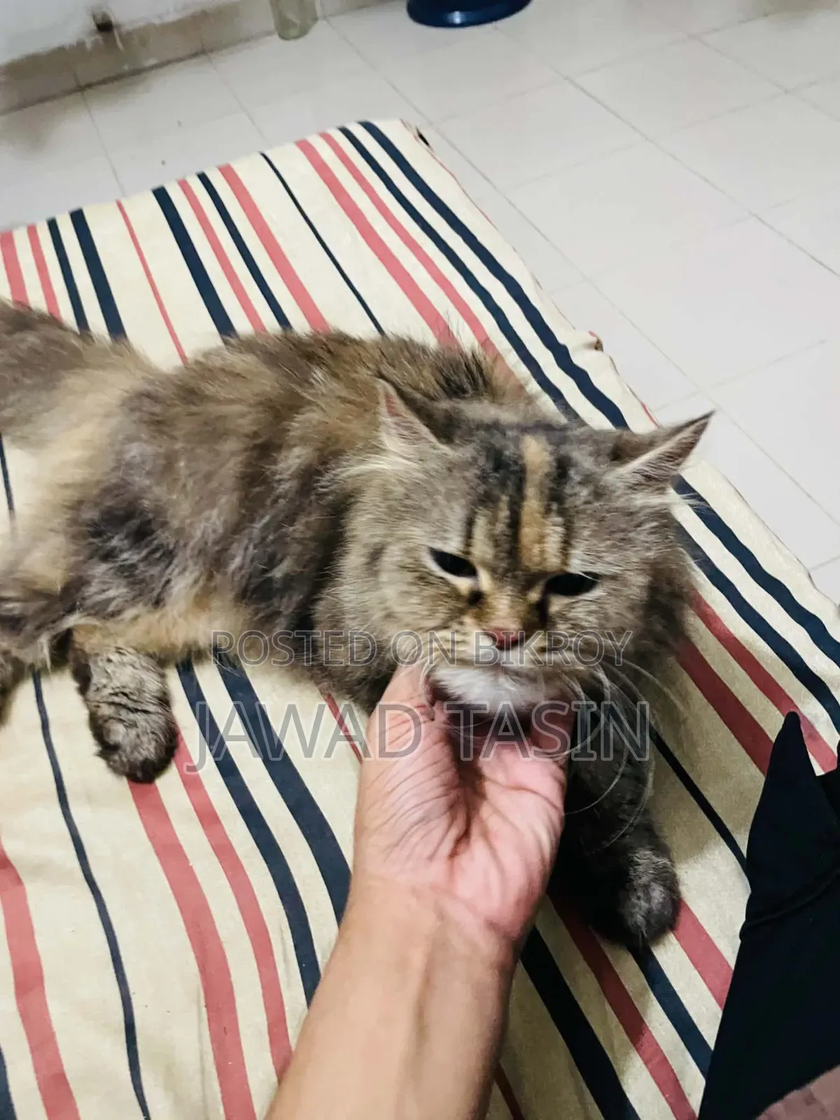 1+ year Female Purebred Persian