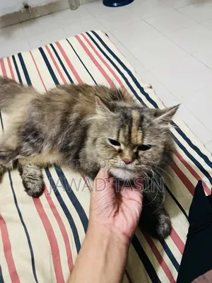 1+ year Female Purebred Persian