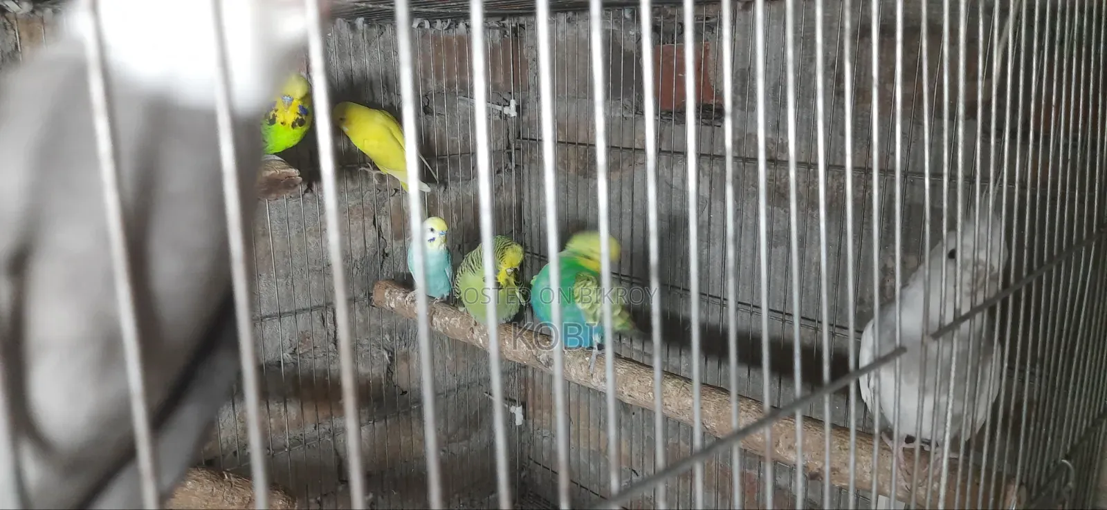 Rainbow Budgie, Budgie, English Budgie and Cockatiel Birds for Sale