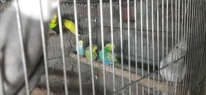 Rainbow Budgie, Budgie, English Budgie and Cockatiel Birds for Sale