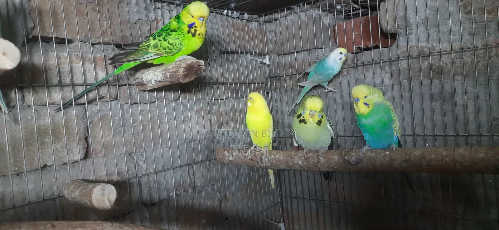 Rainbow Budgie, Budgie, English Budgie and Cockatiel Birds for Sale