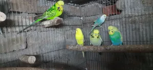 Rainbow Budgie, Budgie, English Budgie and Cockatiel Birds for Sale
