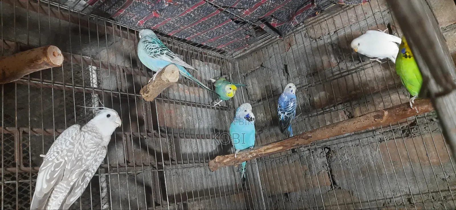 Rainbow Budgie, Budgie, English Budgie and Cockatiel Birds for Sale