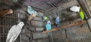 Rainbow Budgie, Budgie, English Budgie and Cockatiel Birds for Sale
