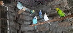 Rainbow Budgie, Budgie, English Budgie and Cockatiel Birds for Sale