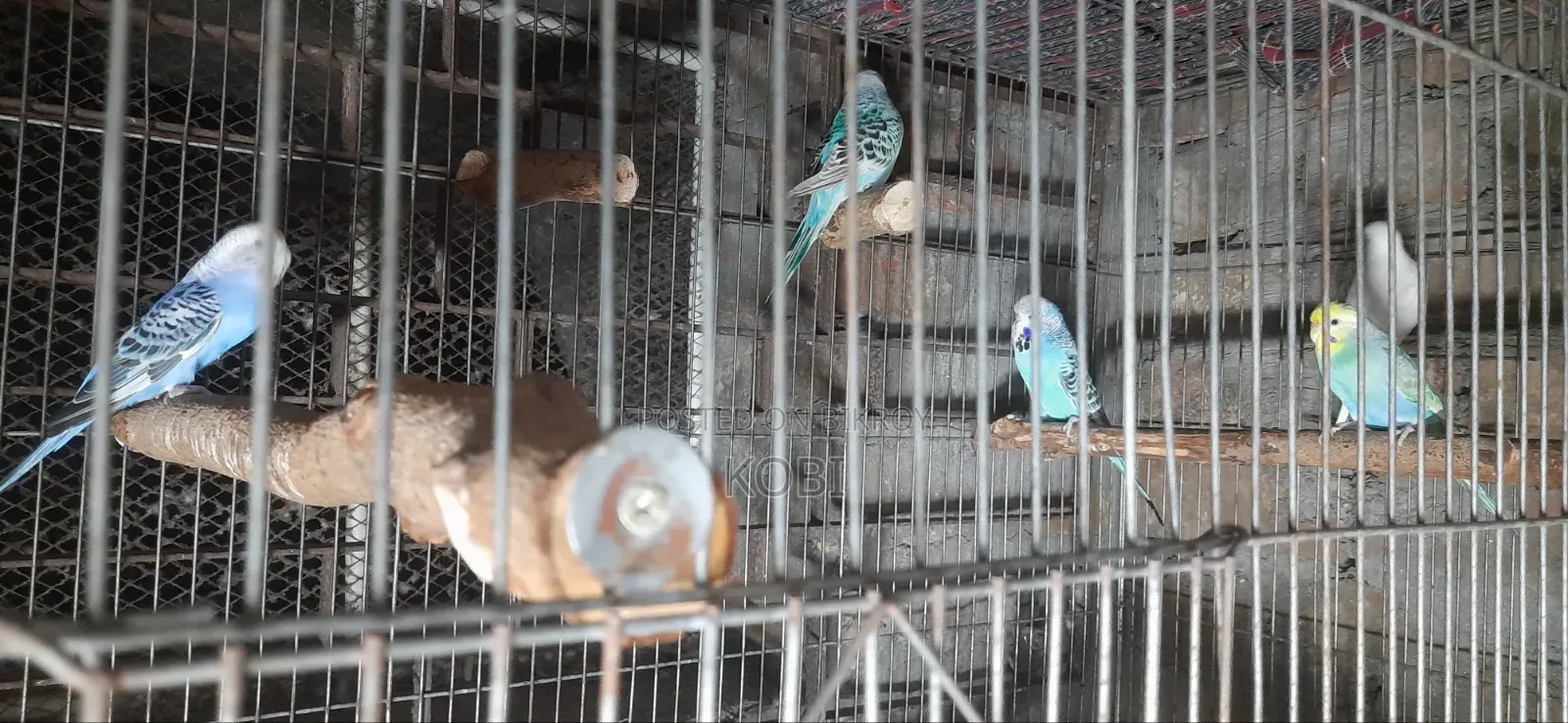 Rainbow Budgie, Budgie, English Budgie and Cockatiel Birds for Sale