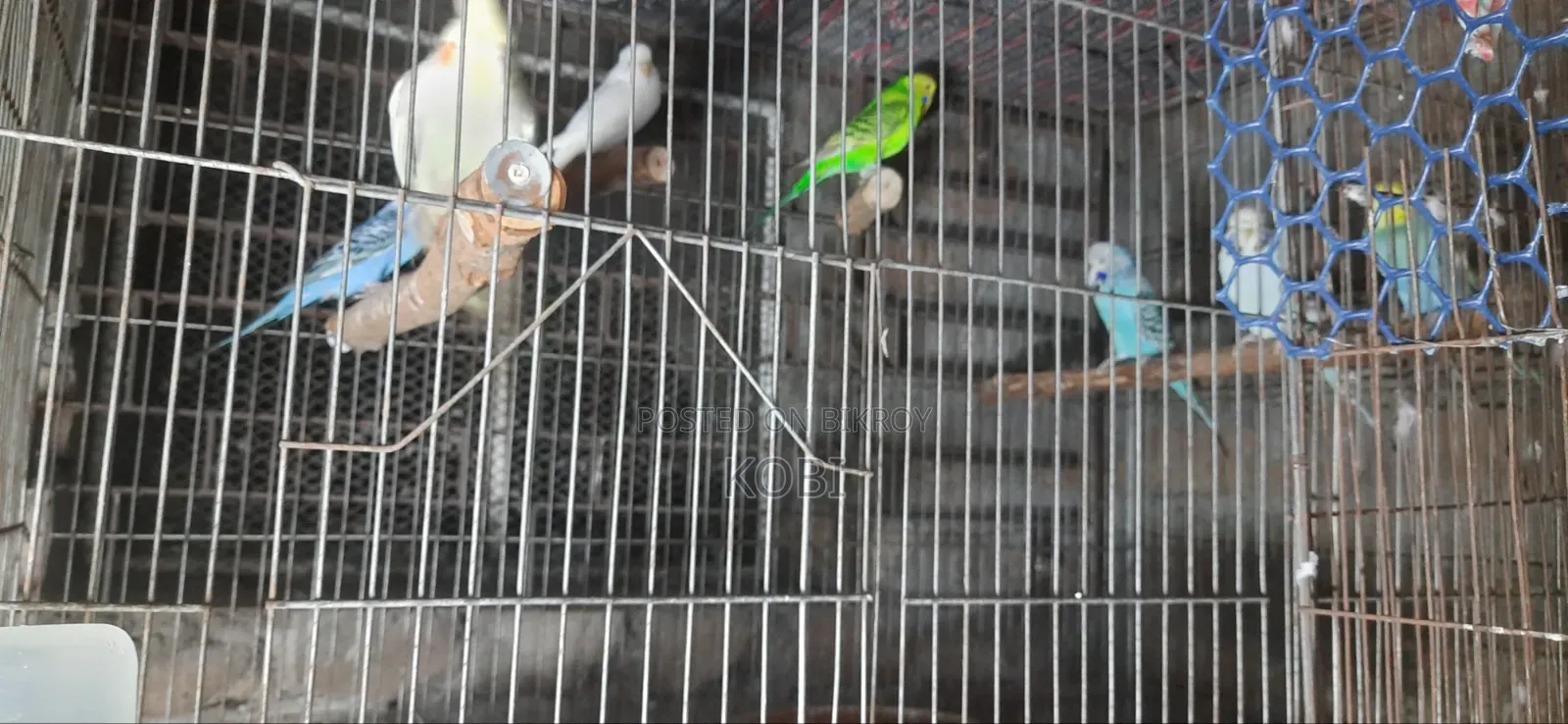 Rainbow Budgie, Budgie, English Budgie and Cockatiel Birds for Sale