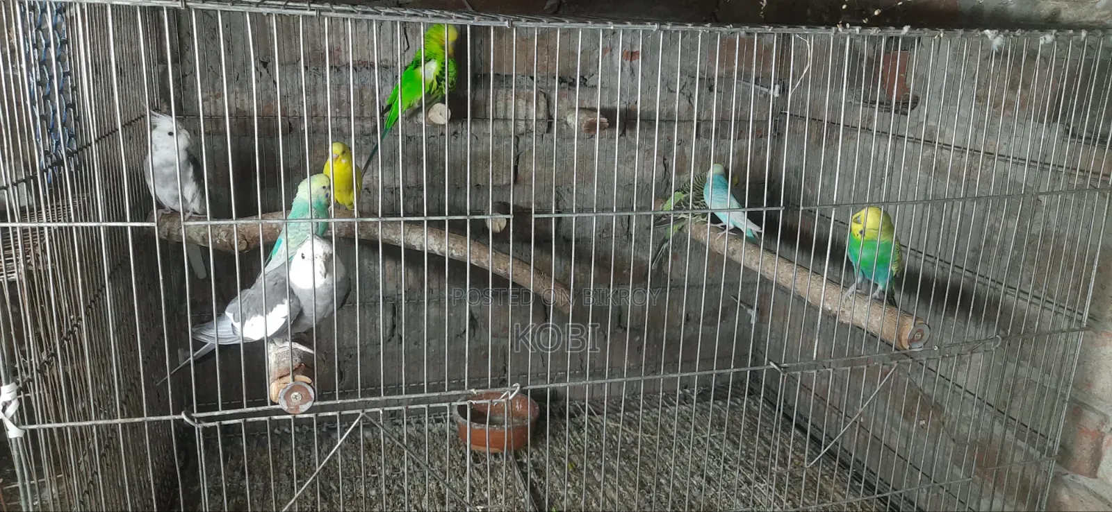 Rainbow Budgie, Budgie, English Budgie and Cockatiel Birds for Sale