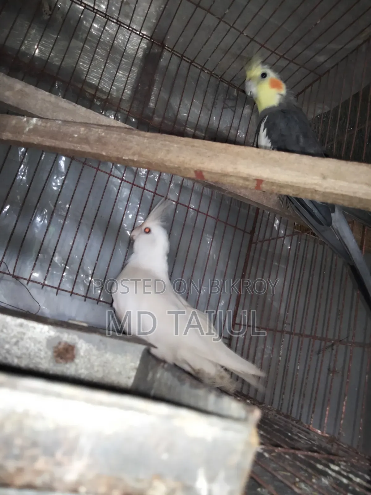 Cockatail Male