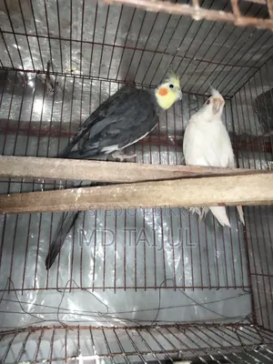 Cockatail Male