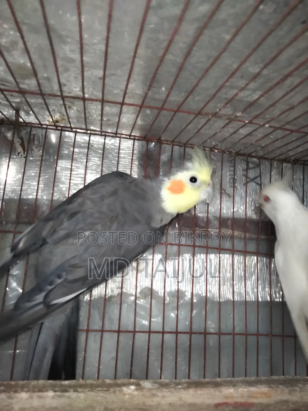 Cockatail Male