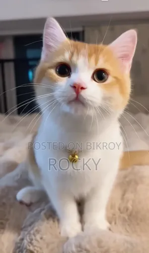 6-12 Months Male Mixed Breed Persian
