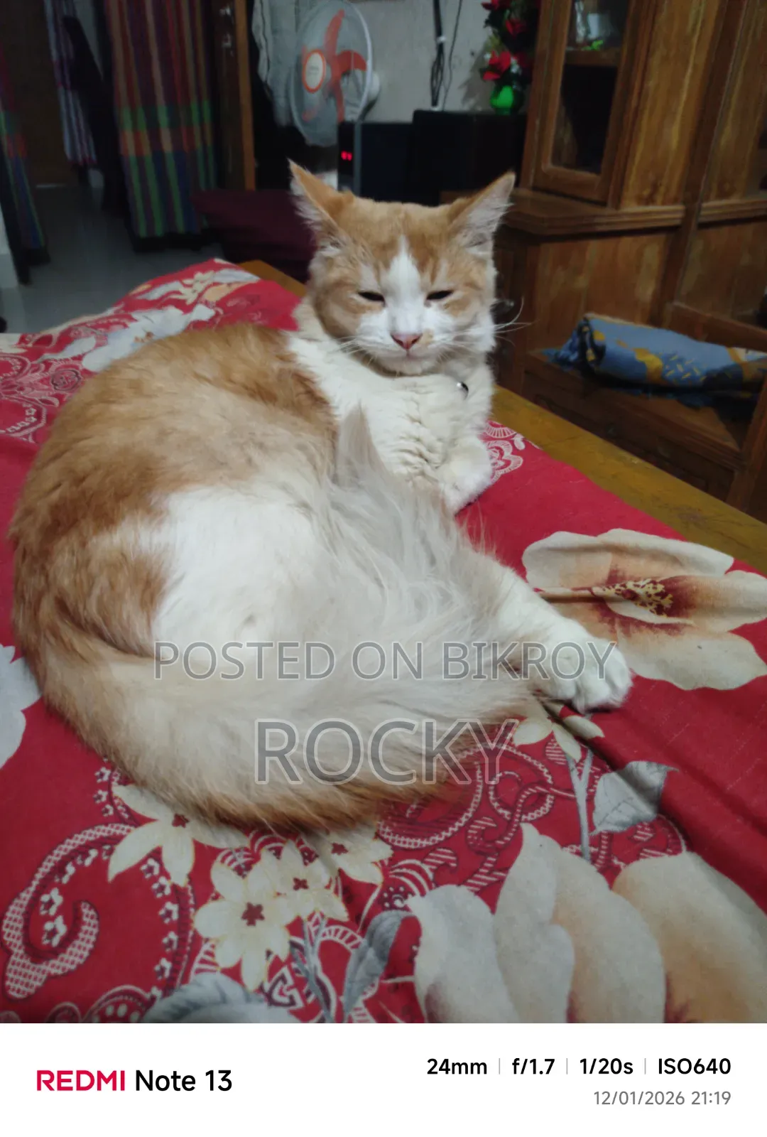 6-12 Months Male Mixed Breed Persian
