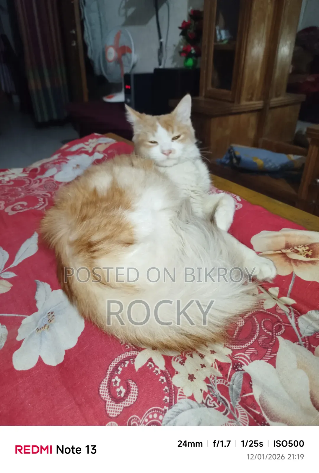 6-12 Months Male Mixed Breed Persian
