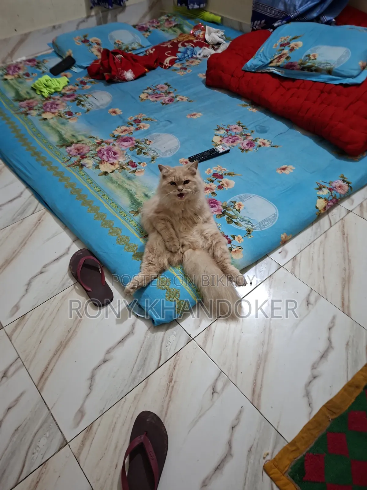 1+ Year Male Purebred Persian