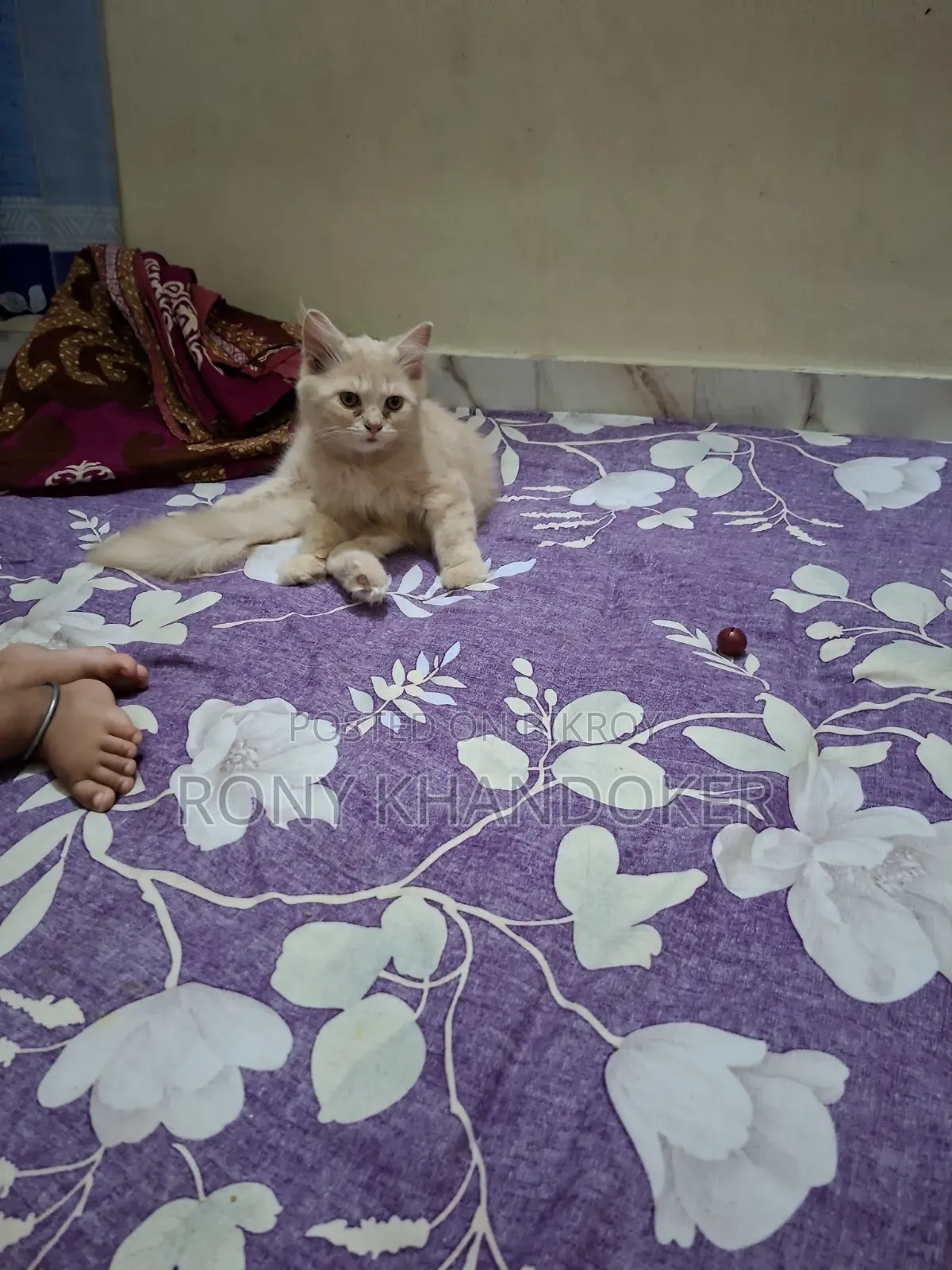 1+ Year Male Purebred Persian