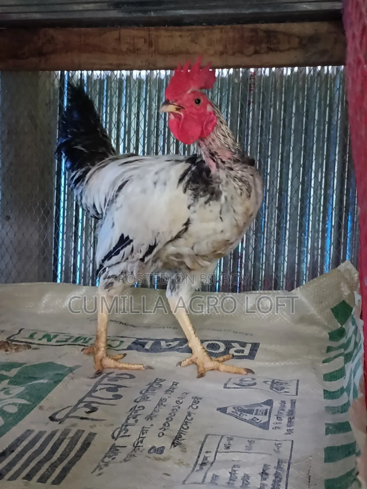 Large breed local rooster.