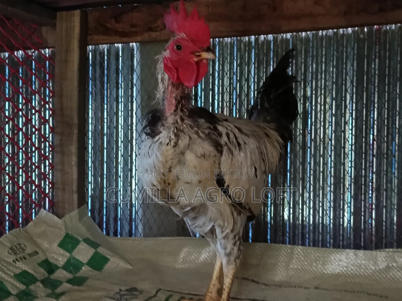Large breed local rooster.