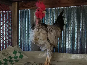 Large breed local rooster.