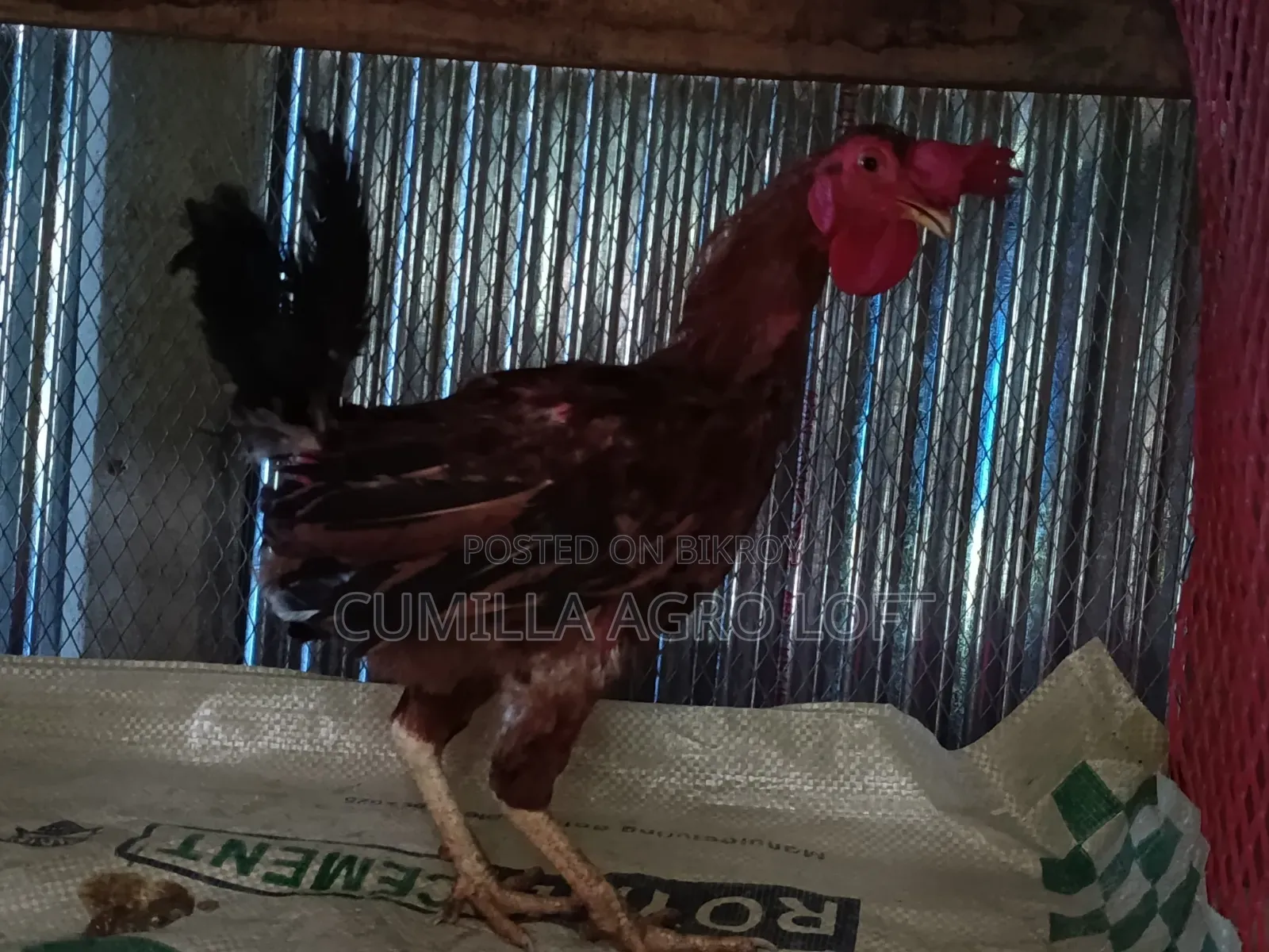Large breed local rooster.