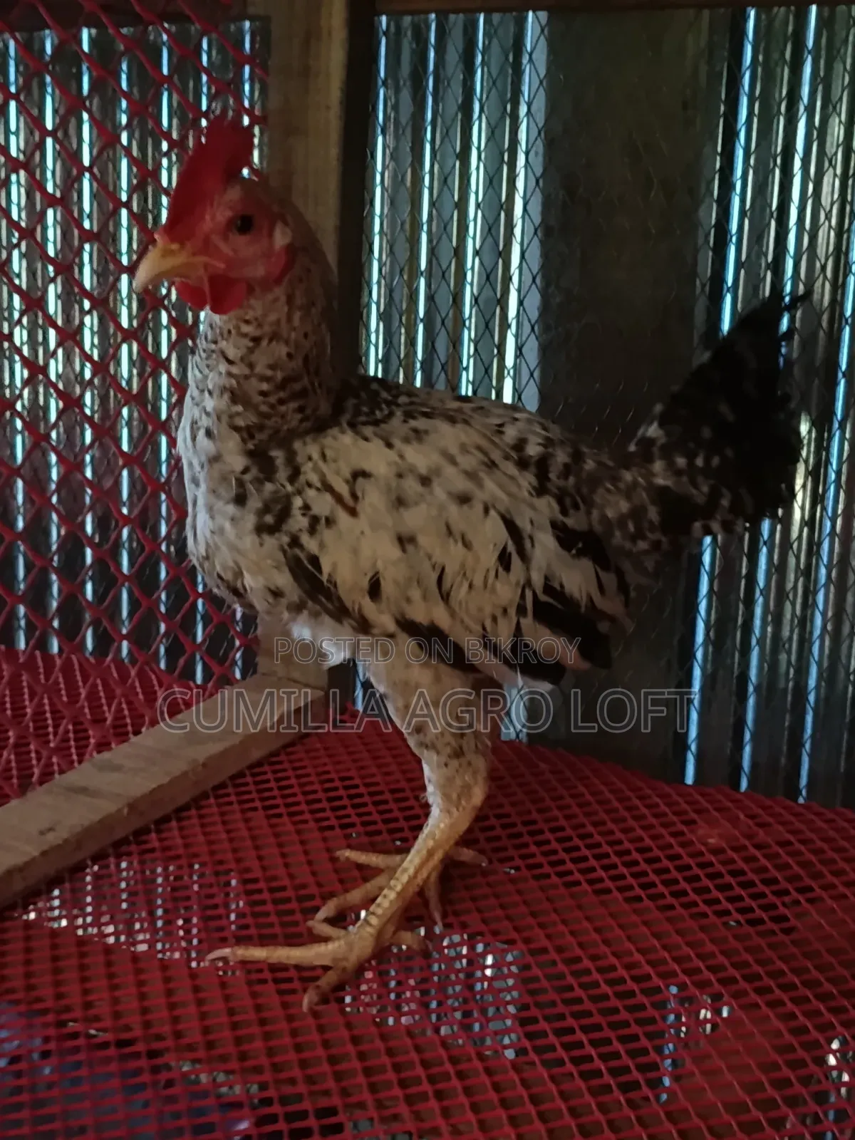 Large breed local rooster.