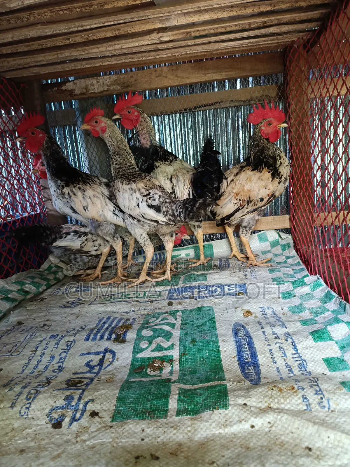 Large breed local rooster.