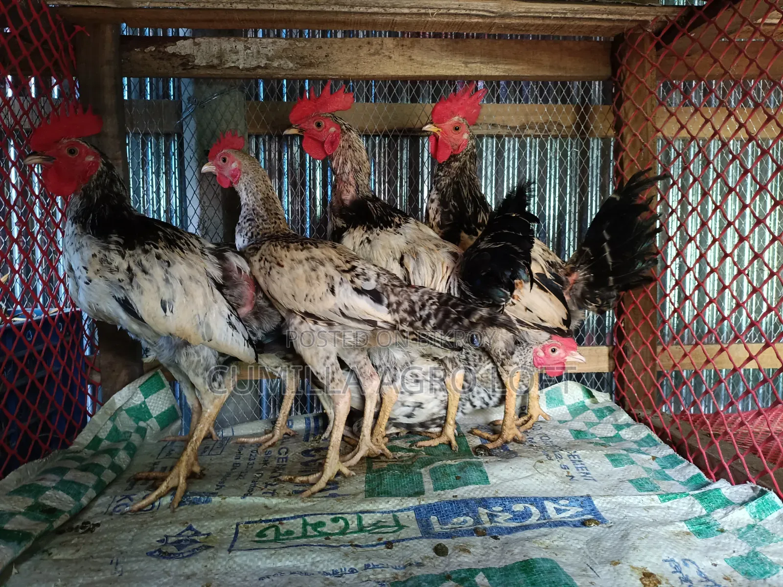Large breed local rooster.