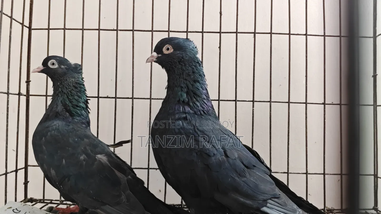 ময়না ঝাঁক কবুতর