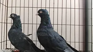 ময়না ঝাঁক কবুতর