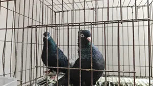 ময়না ঝাঁক কবুতর